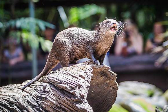 Asian Small-clawed Otters