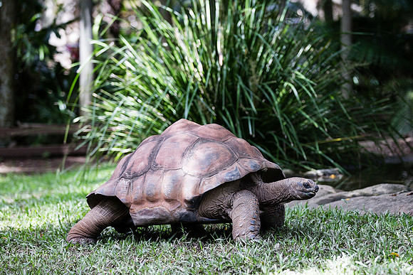 Aldabra giant tortoise