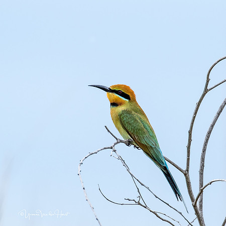 Rainbow Bee Eater  , Dundee Beach  ,  NT
