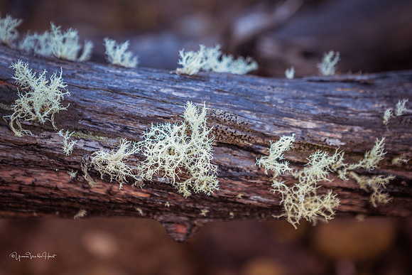 Fungi found around Lake St Clair.