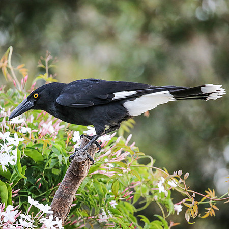 Pied Currawong , Beaudesert , Queensland