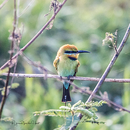 Rainbow Bee Eater  , Fogg Dam (Darwin)  ,  NT