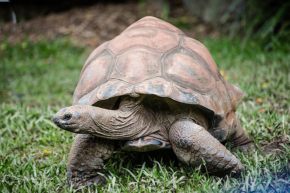 Aldabra Giant Tortoise