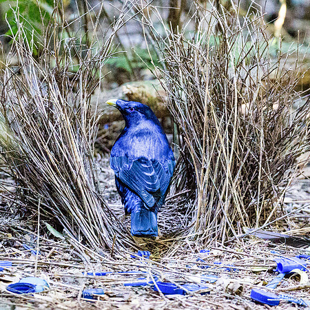 Satin Bowerbird , Lamington National Park , QLD