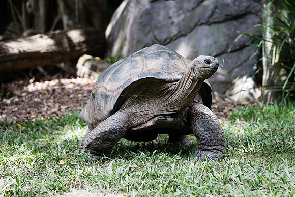 Aldabra giant tortoise
