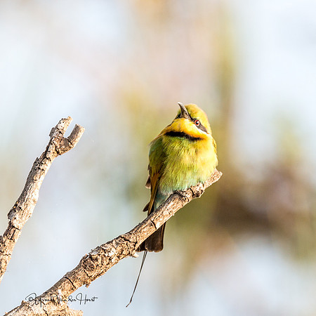 Rainbow Bee Eater  , Fogg Dam (Darwin)  ,  NT