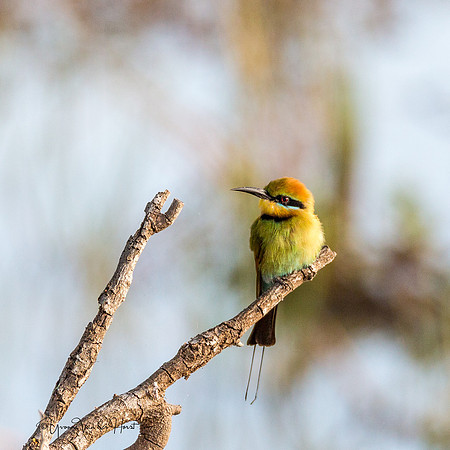Rainbow Bee Eater  , Fogg Dam (Darwin)  ,  NT