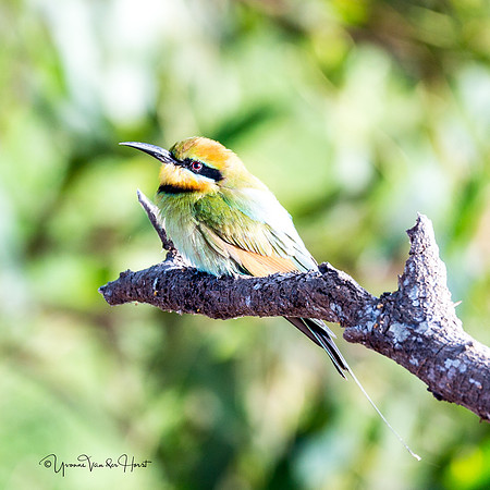 Rainbow Bee Eater  , Fogg Dam (Darwin)  ,  NT