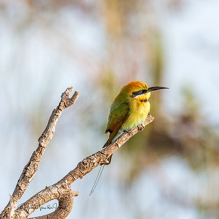 Rainbow Bee Eater  , Fogg Dam (Darwin)  ,  NT