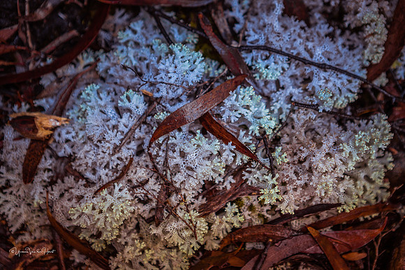 Fungi found around Lake St Clair.