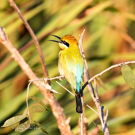 Rainbow Bee Eater  , Fogg Dam (Darwin)  ,  NT