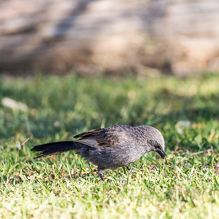 Apostle Bird , Nindigully , Queensland