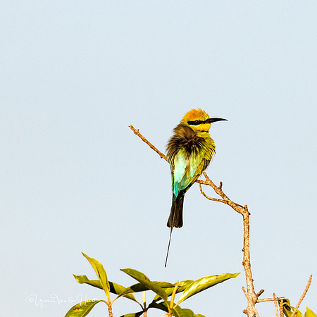 Rainbow Bee Eater , Fogg Dam , NT