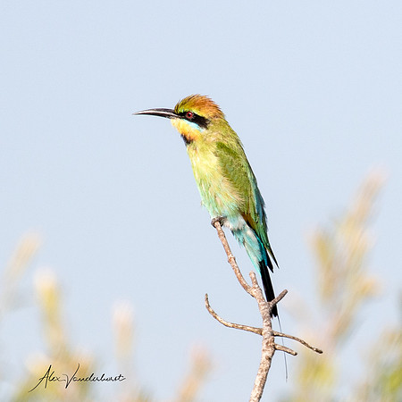 Bee Eater  , Fogg Dam (Darwin)  ,  NT