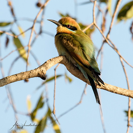 Bee Eater  , Fogg Dam (Darwin)  ,  NT