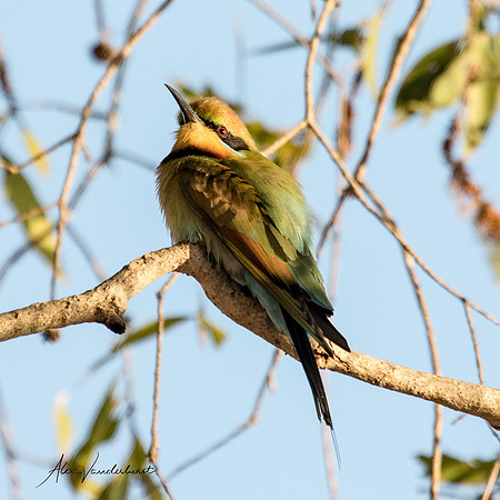 Bee Eater  , Fogg Dam (Darwin)  ,  NT