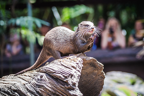 Asian Small-clawed Otters