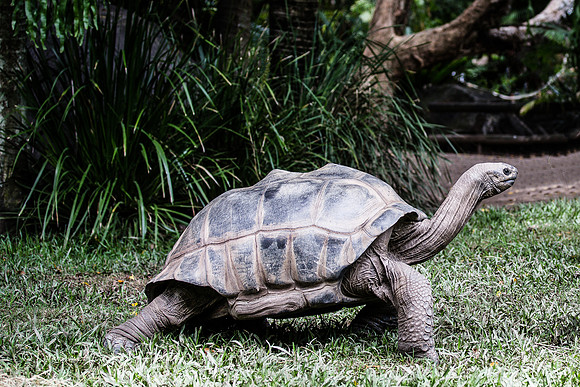 Aldabra giant tortoise