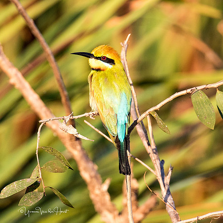 Rainbow Bee Eater  , Fogg Dam (Darwin)  ,  NT