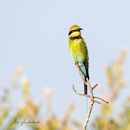 Bee Eater  , Fogg Dam (Darwin)  ,  NT
