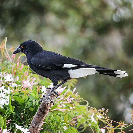 Pied Currawong , Beaudesert , Queensland